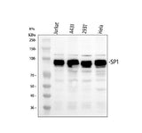 Anti-SP1 Antibody Picoband® Boster Bio