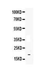 Anti-IL33 Antibody Picoband® Boster Bio