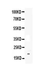 Anti-IL33 Antibody Picoband® Boster Bio