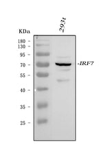 Anti-IRF7 Antibody Picoband® Boster Bio