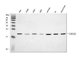 Anti-CDC42 Antibody Picoband® Boster Bio