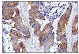 Anti-CDC42 Antibody Picoband® Boster Bio