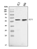 Anti-KLF4 Antibody Picoband® Boster Bio