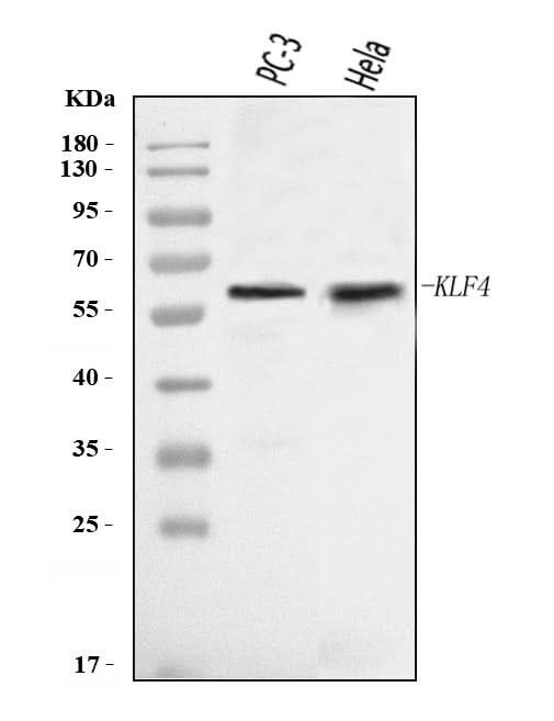 Anti-KLF4 Antibody Picoband® Boster Bio