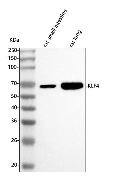 Anti-Klf4 Antibody Picoband® Boster Bio