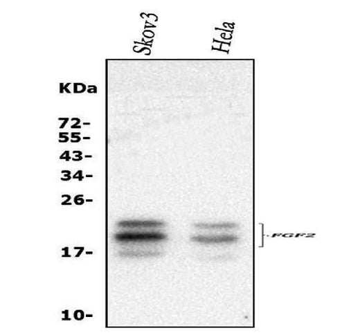 Anti-FGF2 Antibody Picoband® Boster Bio