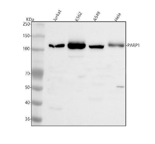 Anti-PARP1 Antibody Picoband® Boster Bio
