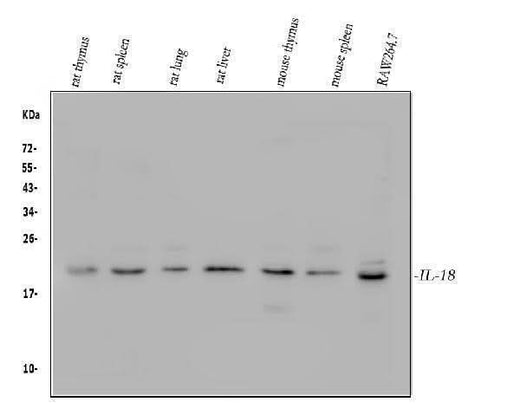 Anti-IL18 Antibody Picoband® Boster Bio
