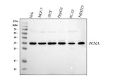 Anti-PCNA Antibody Picoband® Boster Bio