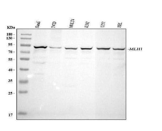 Anti-MLH1 Antibody Picoband® Boster Bio