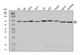 Anti-CBS Antibody Picoband® Boster Bio