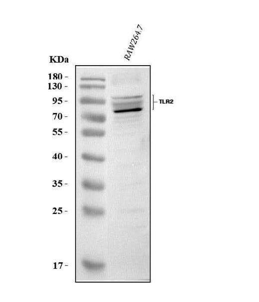Anti-Tlr2 Antibody Picoband® Boster Bio