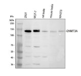 Anti-DNMT3A Antibody Picoband® Boster Bio