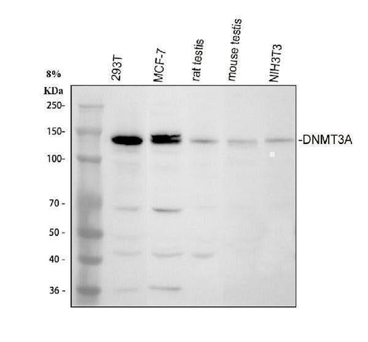 Anti-DNMT3A Antibody Picoband® Boster Bio