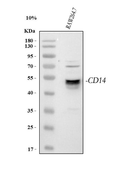 Anti-Cd14 Antibody Picoband® Boster Bio