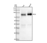 Anti-BCL6 Antibody Picoband® Boster Bio
