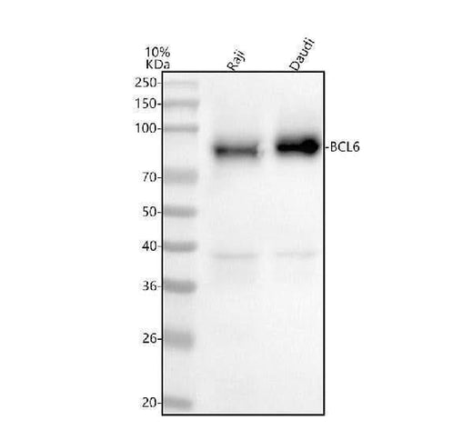 Anti-BCL6 Antibody Picoband® Boster Bio