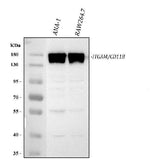 Anti-CD11B/Integrin Alpha M/Itgam Antibody Picoband® Boster Bio