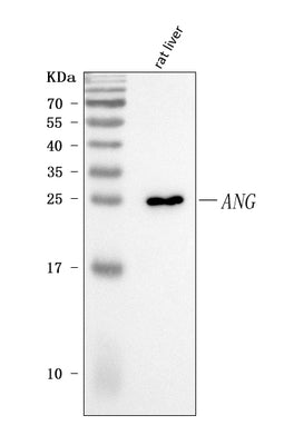 Anti-Angiogenin/Ang Antibody Picoband® Boster Bio