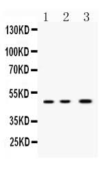 Anti-Nanog Antibody Picoband® Boster Bio