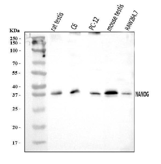 Anti-Nanog Antibody Picoband® Boster Bio