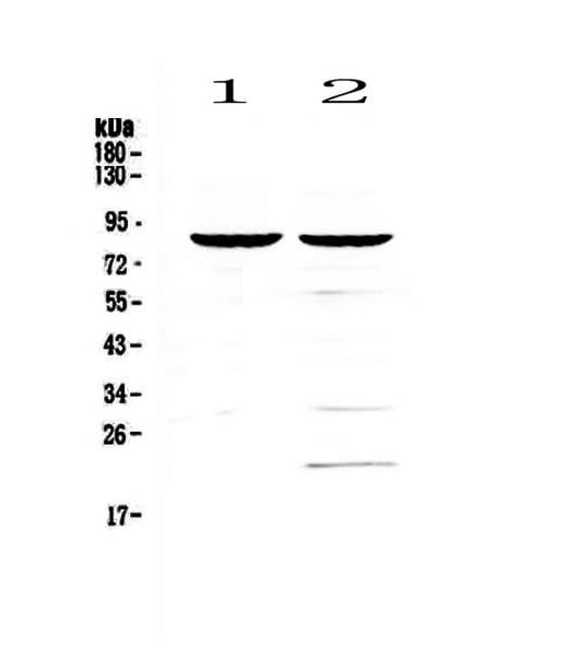 Anti-CD19 Antibody Picoband® Boster Bio