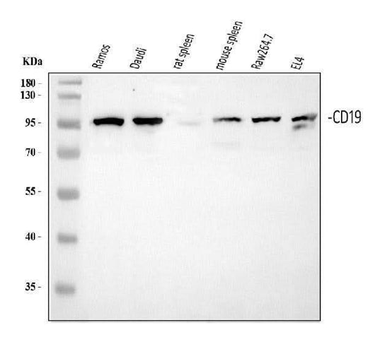 Anti-CD19 Antibody Picoband® Boster Bio