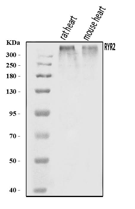 Anti-RYR2 Antibody Picoband® Boster Bio