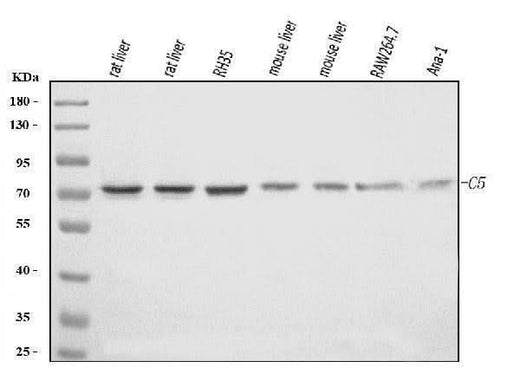 Anti-C5 Antibody Picoband® Boster Bio