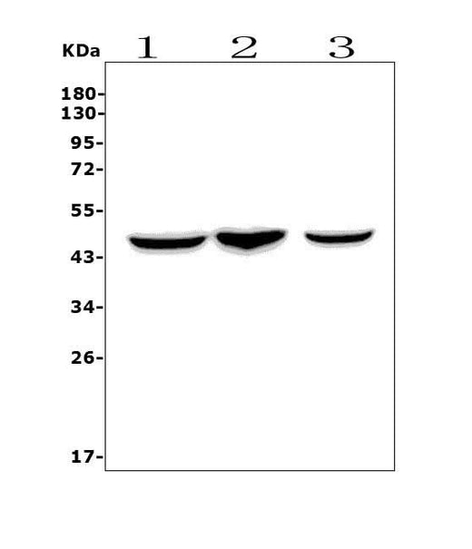 Anti-CCR2 Picoband® Antibody Boster Bio