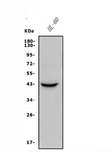 Anti-CCR2 Antibody Picoband® Boster Bio