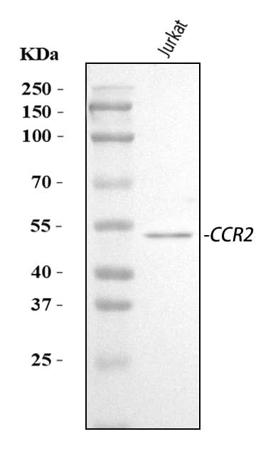 Anti-CCR2 Antibody Picoband® Boster Bio