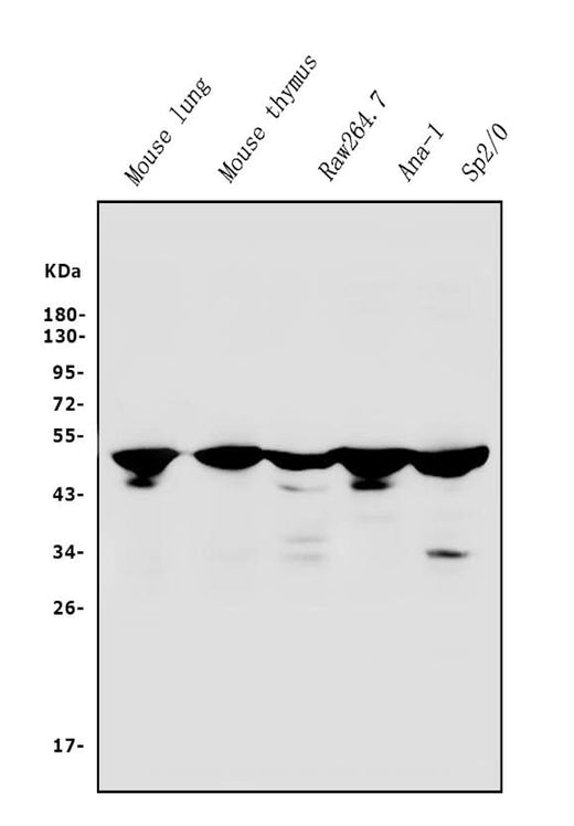 Anti-IRF3 Antibody Picoband® Boster Bio
