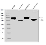 Anti-C3 Antibody Picoband® Boster Bio