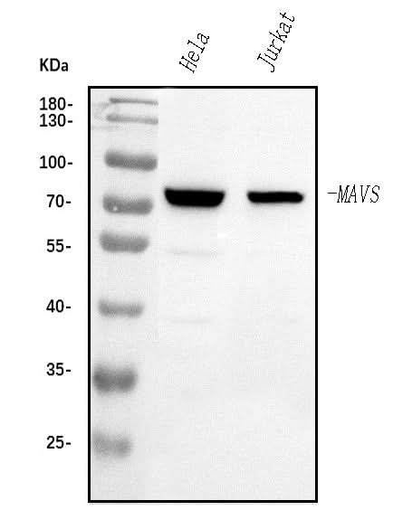 Anti-MAVS Antibody Picoband® Boster Bio