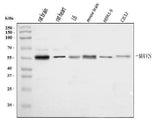 Anti-Mavs Antibody Picoband® Boster Bio
