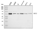 Anti-Mavs Antibody Picoband® Boster Bio