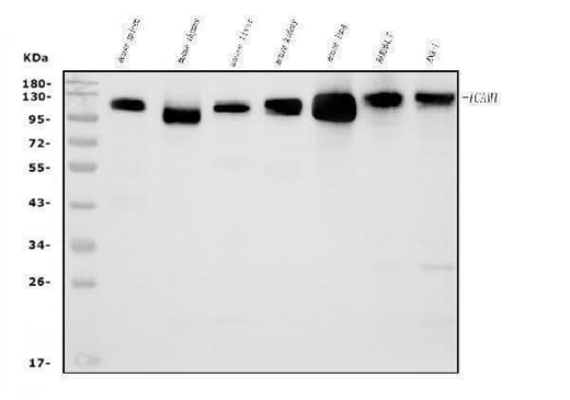 Anti-Icam1 Antibody Picoband® Boster Bio