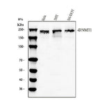 Anti-Dnmt1 Antibody Picoband® Boster Bio