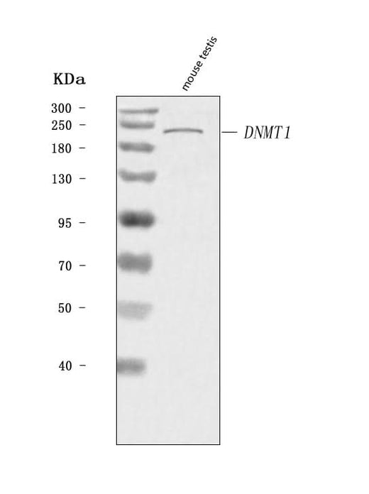 Anti-Dnmt1 Antibody Picoband® Boster Bio