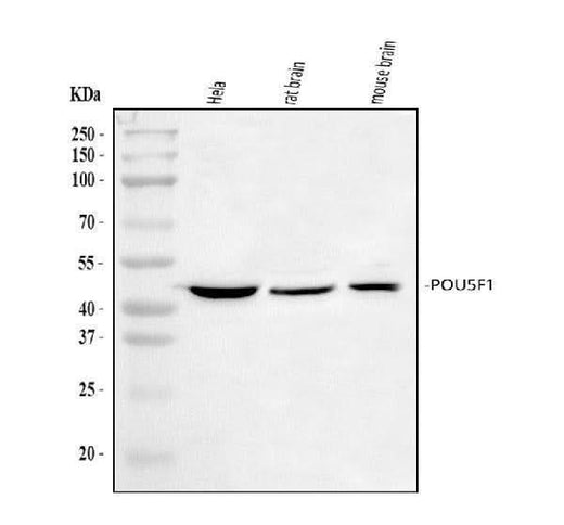Anti-Oct4/POU5F1 Antibody Picoband® Boster Bio