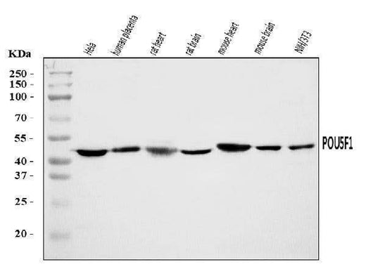 Anti-Oct4/POU5F1 Antibody Picoband® Boster Bio