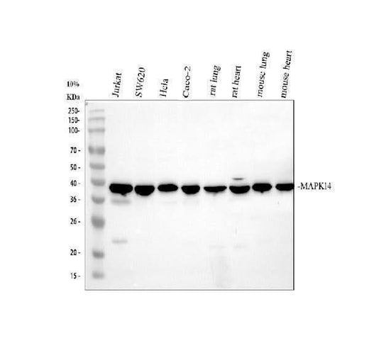 Anti-p38 alpha/MAPK14 Antibody Picoband® Boster Bio
