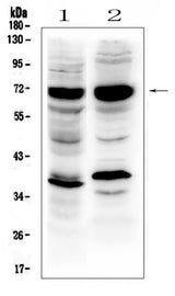 Anti-SOX9 Antibody Picoband® Boster Bio
