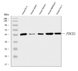 Anti-PD1/Pdcd1 Antibody Picoband® Boster Bio