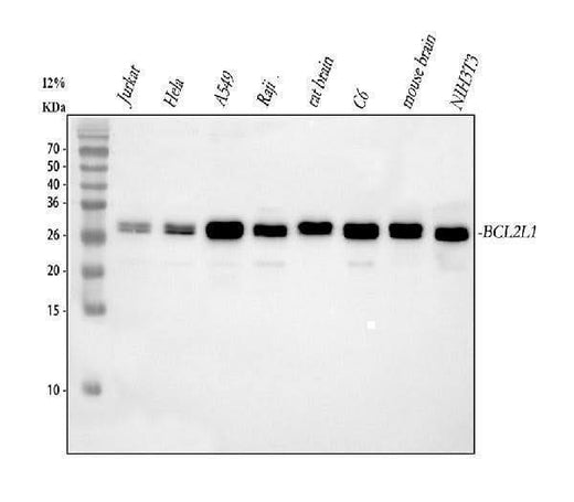 Anti-Bcl-XL/BCL2L1 Antibody Picoband® Boster Bio