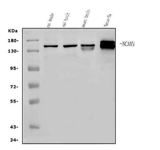 Anti-NCAM1 Antibody Picoband® Boster Bio
