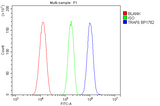 Anti-TRAF6 Antibody Picoband® Boster Bio