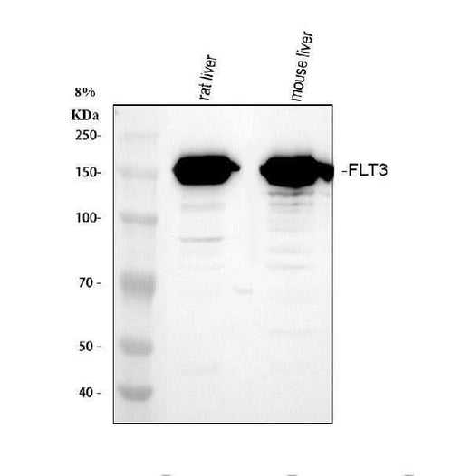 Anti-Flt3/CD135 Antibody Picoband® Boster Bio