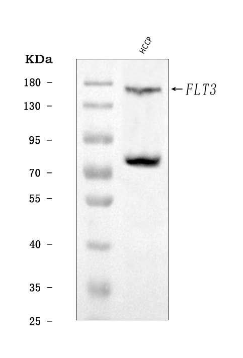 Anti-CD135/FLT3 Antibody Picoband® Boster Bio